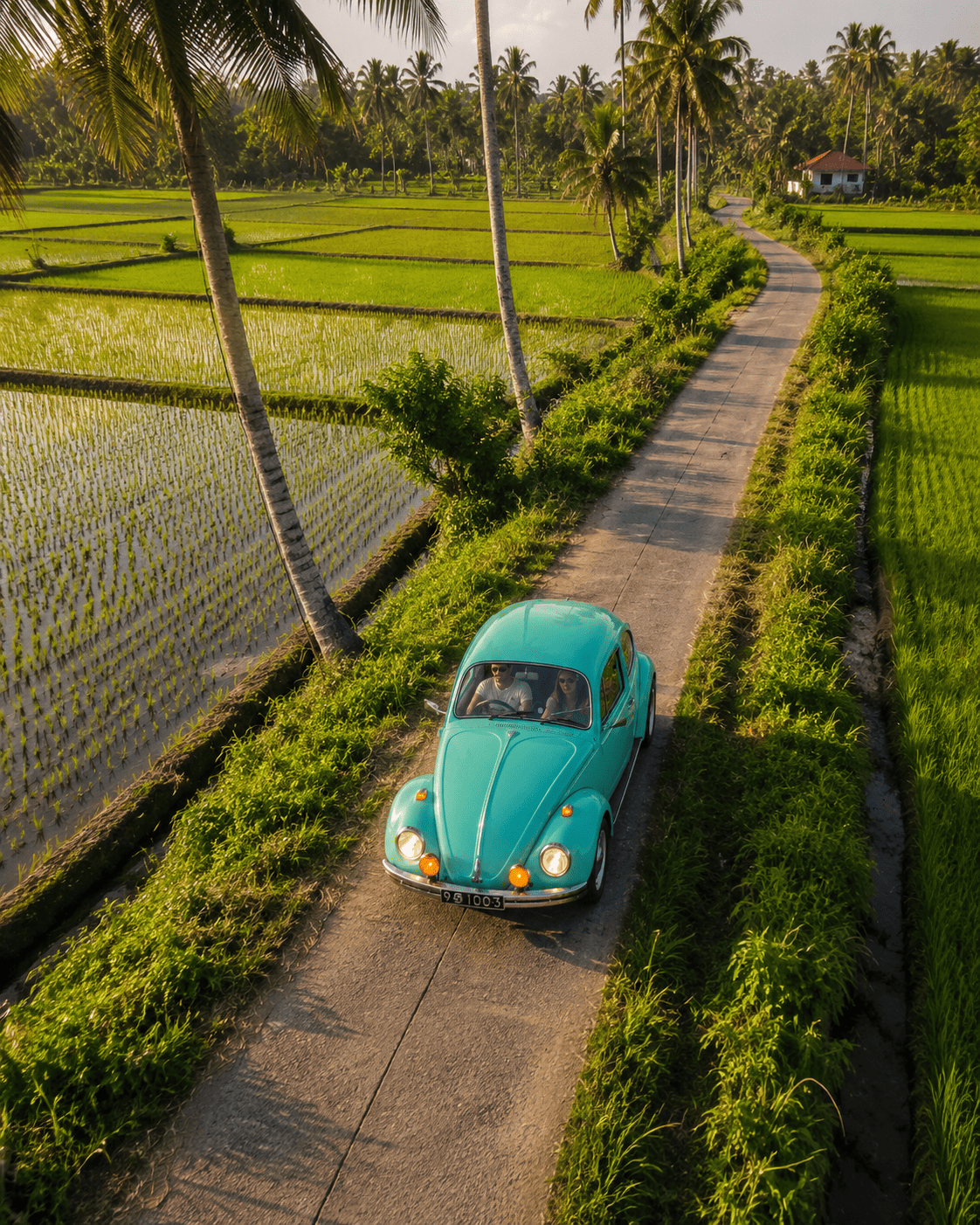 A vintage turquoise Volkswagen Beetle driving through lush paddy fields on a southern Sri Lankan village road