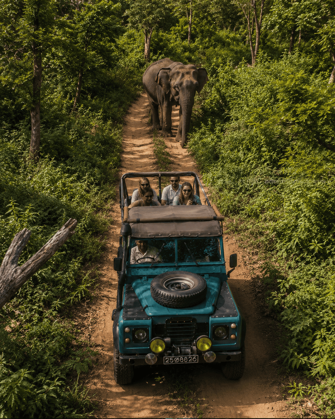 A vintage safari jeep driving through a jungle trail with an elephant following behind